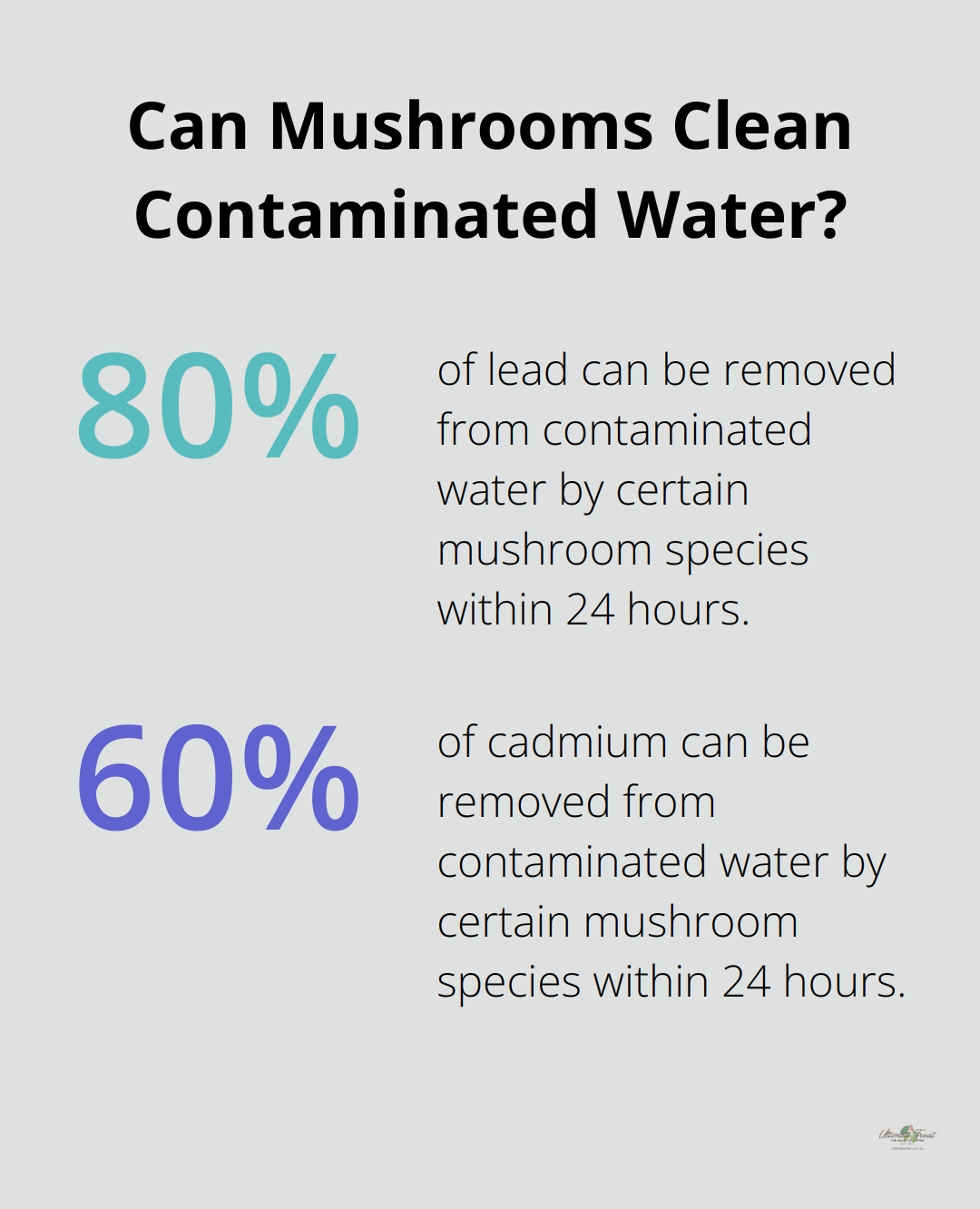 Infographic: Can Mushrooms Clean Contaminated Water?
